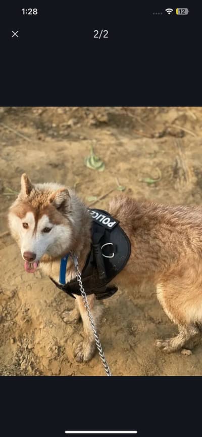 Top Qualty female huskey age 12 month