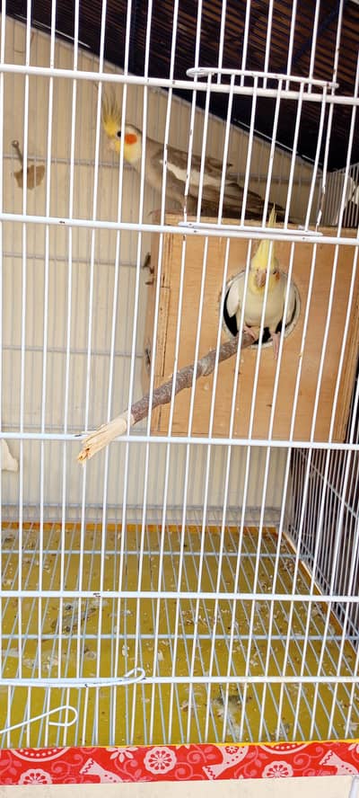 Cocktail baby chicks