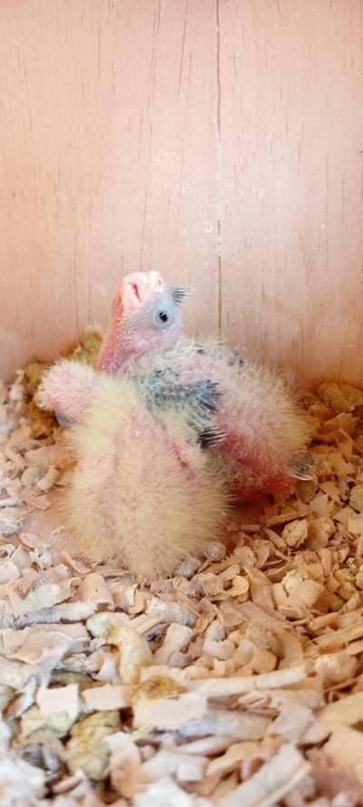 Cocktail baby chicks