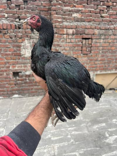 Asaal  ShamoChicks  black shamo  pair