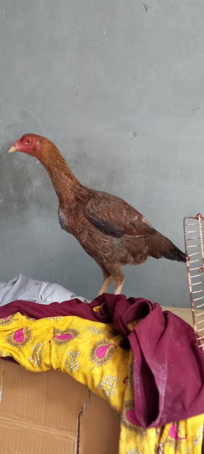 2 aseel murgia hen murgi 03265847592