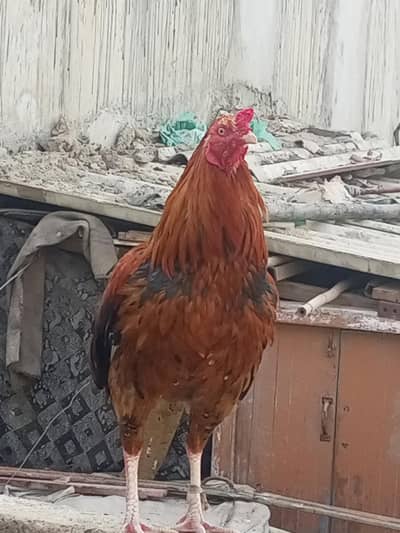 aseel sindhi pair for sell healthy and active price 5000