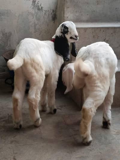 bakri our 2 bachy male our female