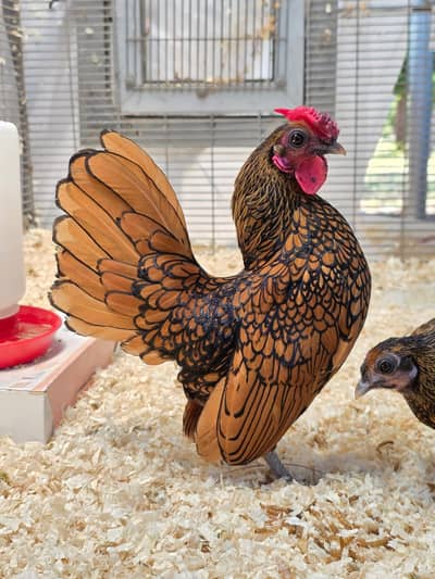 Golden Buff | White Buff | heavy Buff | blue buff | breeder male