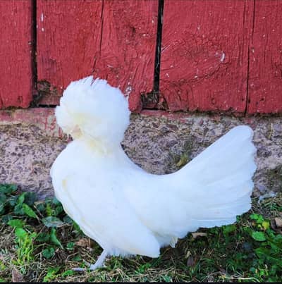 Golden Buff | White Buff | heavy Buff | blue buff | breeder male