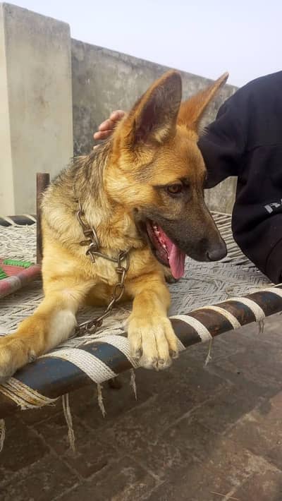 German shaperd  Female Available  For sale