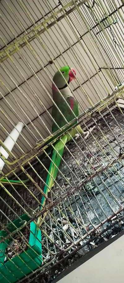 raw king jumbo size confirm breeder paiir