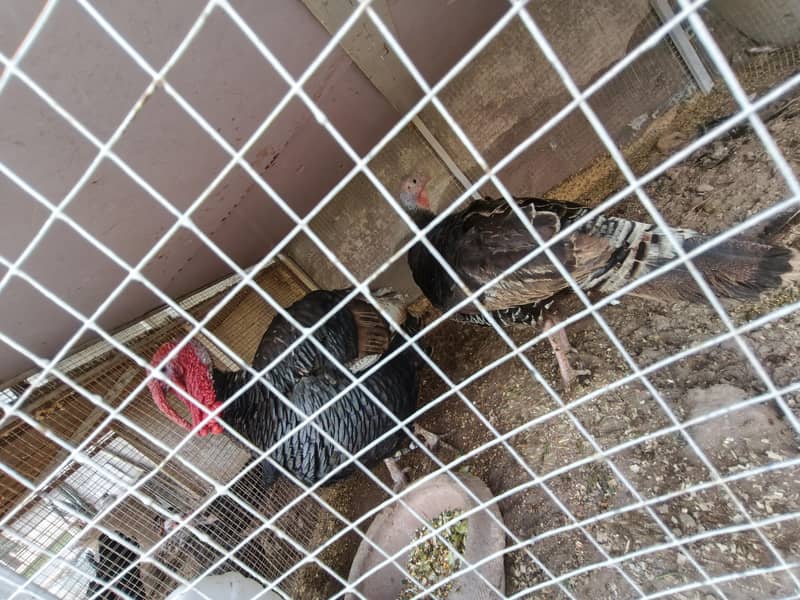turkeys 1