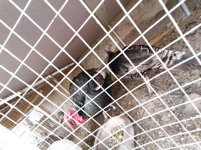 turkeys 2
