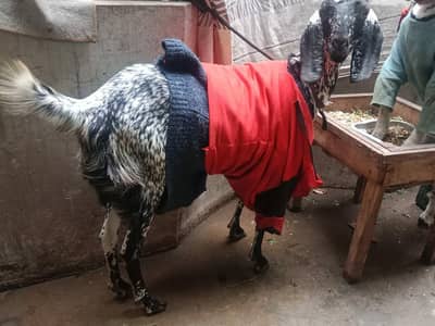 khalis makkii cheeni bakri with baby