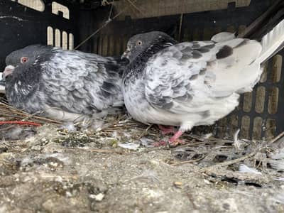 Serious bhai contact karim