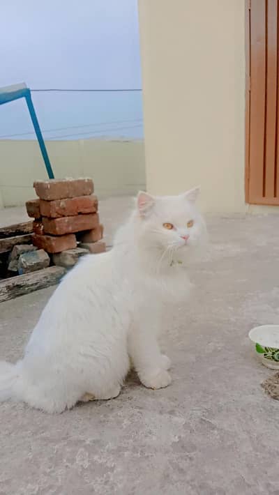 Persian trained male (Max)