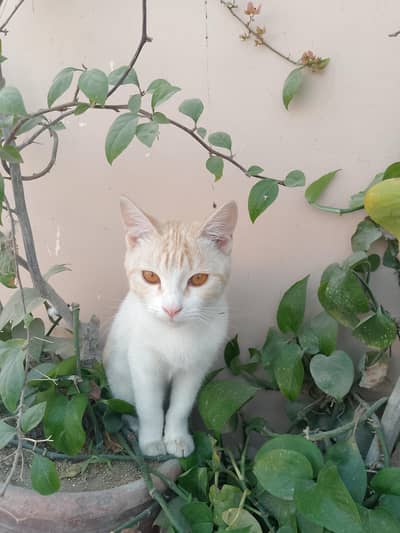 cats pair available for sale