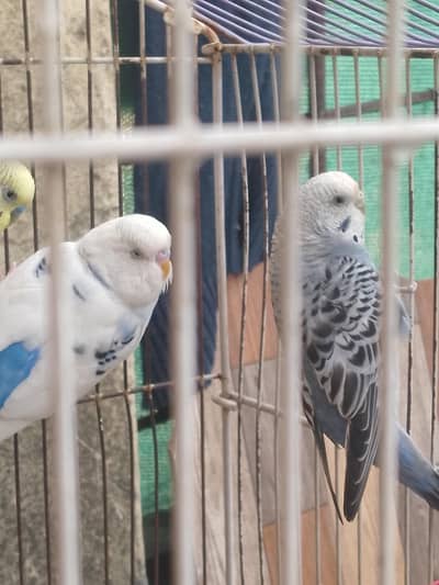 Australian birds two pair with cage and 2 bowls