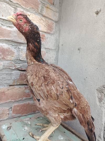 lakha breeder female