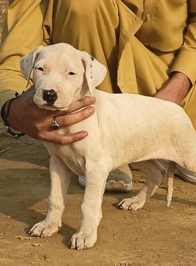 pure bully female for sale