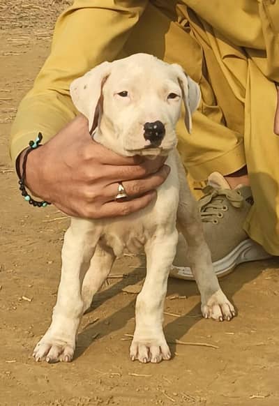 top quality bully. female for sale