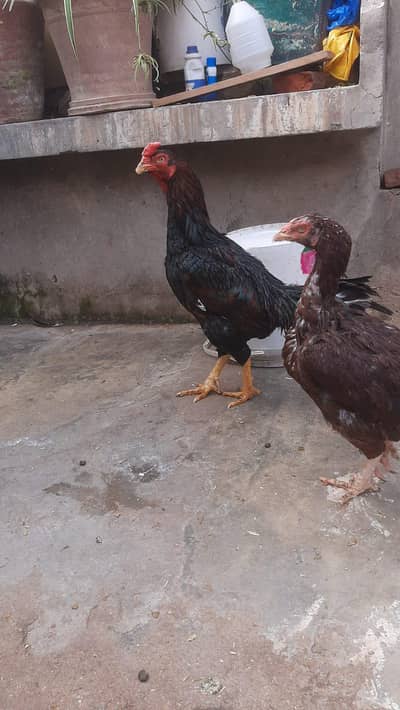 High Quality Aseel Murgha Aur Murgi For Sale