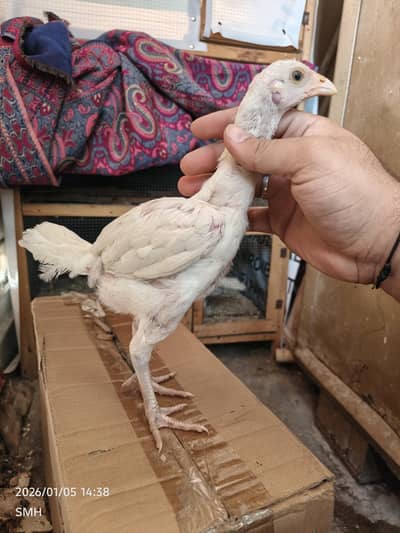 Heera Aseel Pure blood pathay