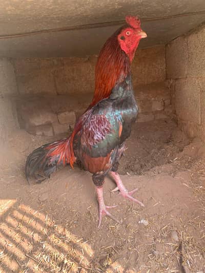 aseel murga home breed