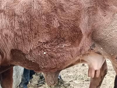 Sahiwal 2nd timer almost 3 months pregnant