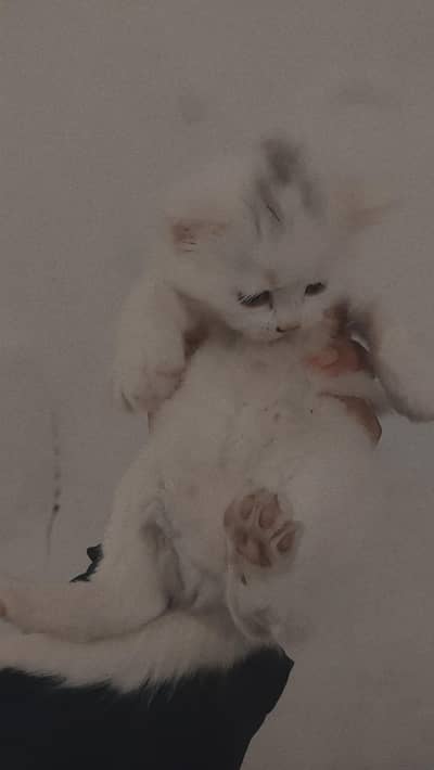 Adorable 1.5 Month Old Kitten 