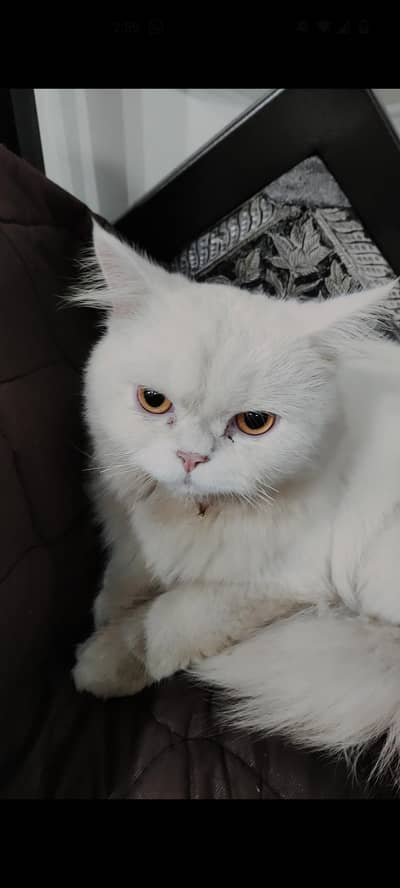 punch face Persian cat