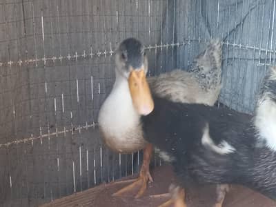 02 Young Duck Babies
