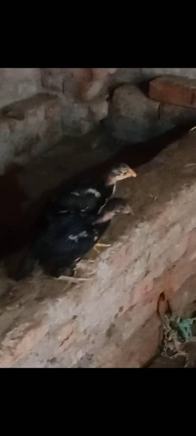 2 aseel chicks mianwali. .