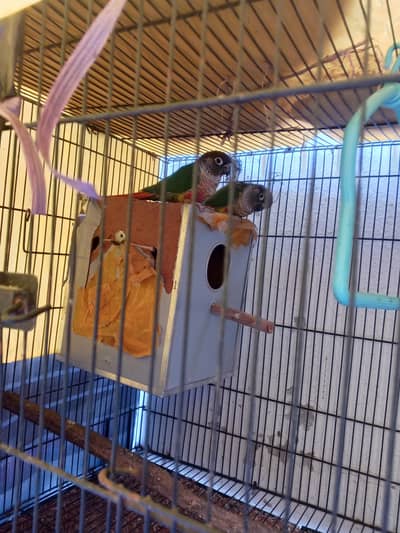 yellow sided conure breeder pair for sale