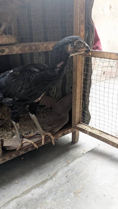 shamoo nasal murghi murghaa 2 chzuaa