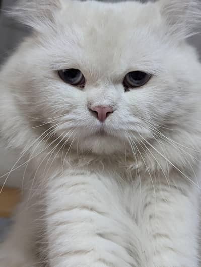 WHITE PERSIAN MALE CAT