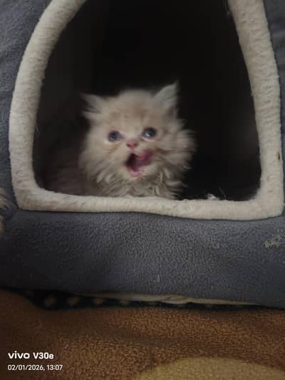 pure Persian kittens
