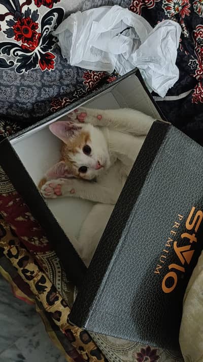 5 months old trained kitten available