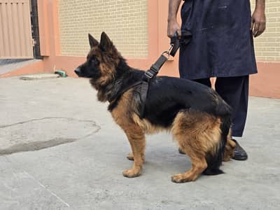 German female top quality only serious buyers contact