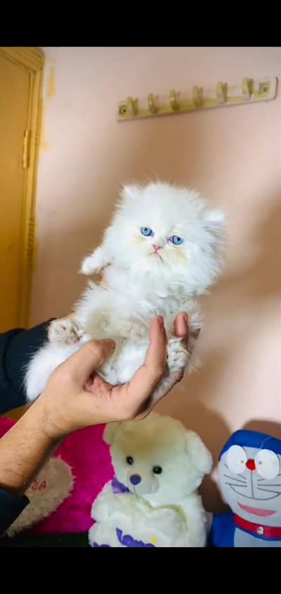 pure Persian cat vaccinated triple coted
