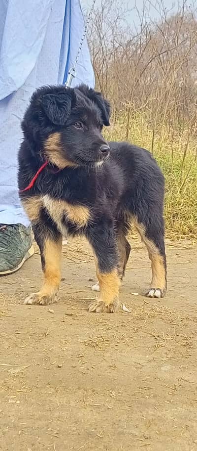German Shepherd male dog for sale
