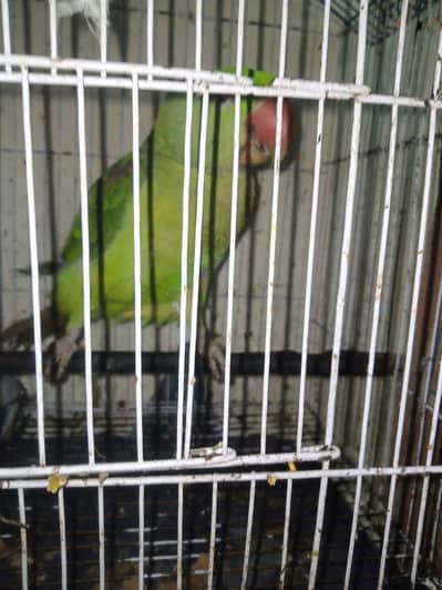 parrot Raw