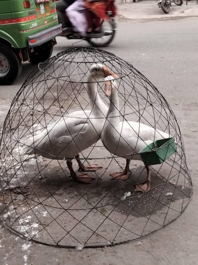duck in my home garden