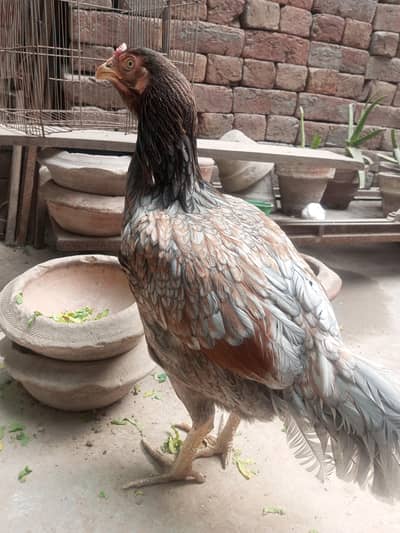 healthy and active white female