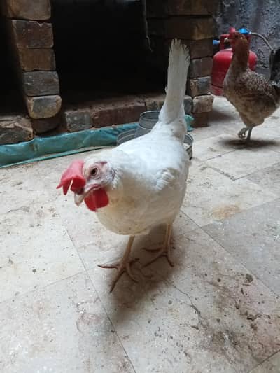 layer murghi in ki andon ki production 85% Hoti hai