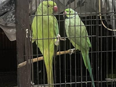 parrot pair