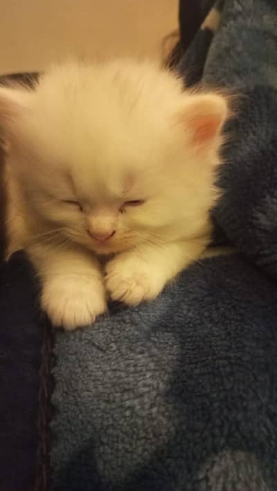 Kittens for sale urgent