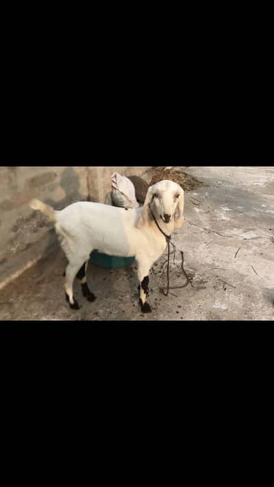 Achi nasl ki singo ka bagar bakri desi betal mix