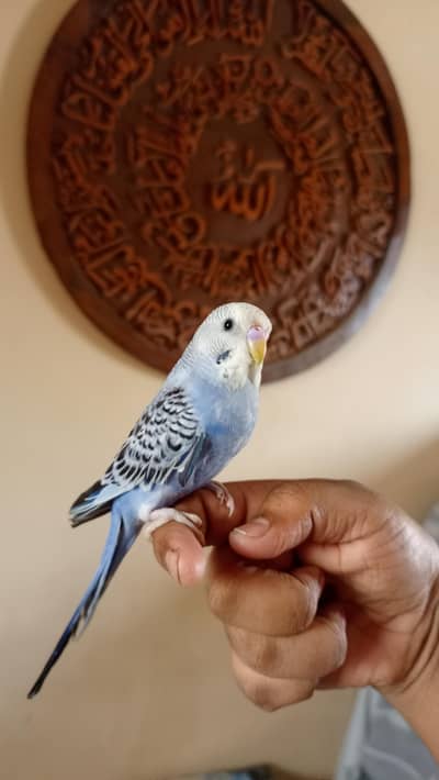 handtame under size buggie