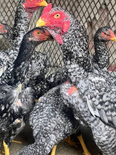 Shamo aseel male female healthy and active patha for sale