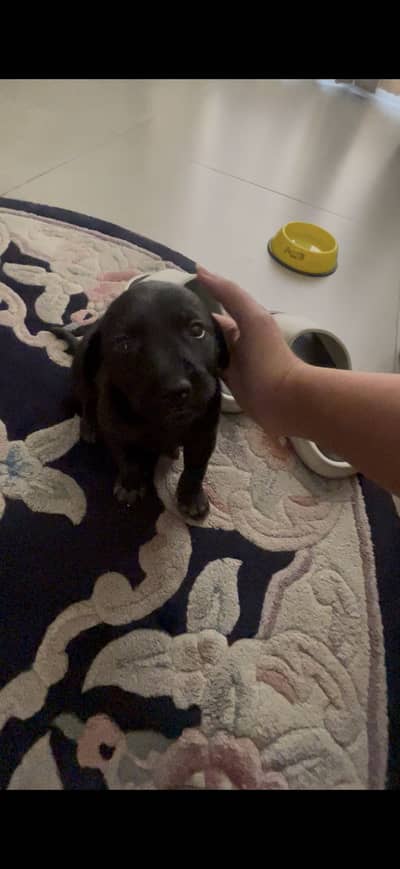 Pure Black Labrador Very Active Healthy Baby
