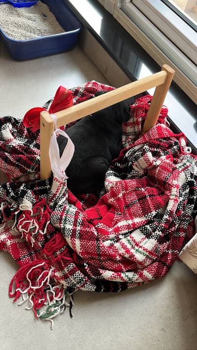 Black Labrador Puppy