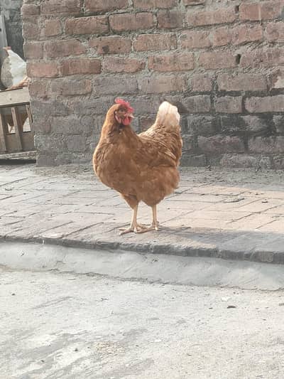 lohman brown 03079427533