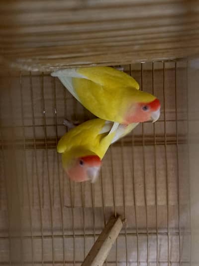 common Lutino WhatsApp only